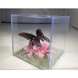 Real 3D Spicebush Swallowtail Butterfly Acrylic Table Cube