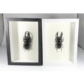 Indonesian Stag Beetle dorcus titanus