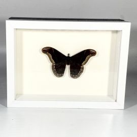 North American Framed Brown Promethea Moth Callosamia promethea