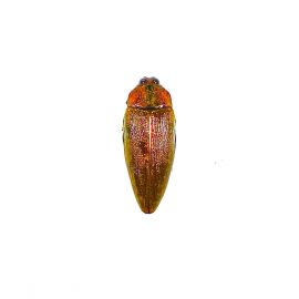 One Real Green Red Orange Jewel Beetle Scarab Buprestidae Wood Boring Beetle