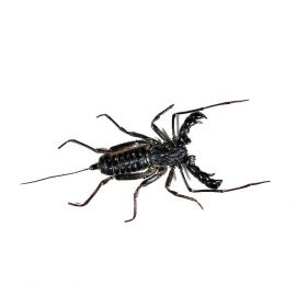Real Whip Scorpion Vinegaroon Hypocnoctus rangunensis