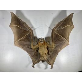 Real Giant Brown Bat Indonesian cynopterus brachyotis fruit eating bat