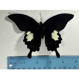 One Real Black White Indonesian Swallowtail Papilio Sataspes Butterfly