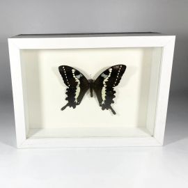 Madagascar butterfly Papilio Delalandei