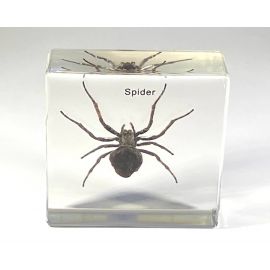 Real Spider in Resin, Lucite insect arachnid oddity