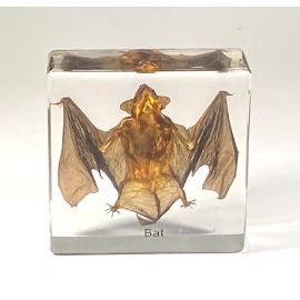 Real Bat in Resin, Lucite