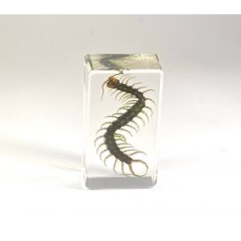 Real Centipede in Resin, Lucite