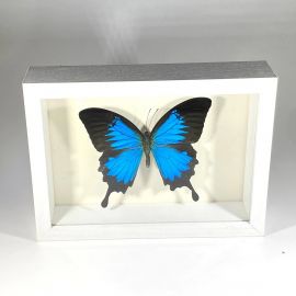 Indonesian Papilio Ulysses Blue Swallowtail butterfly