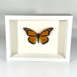 North American Orange Monarch Butterfly Danaus plexippus