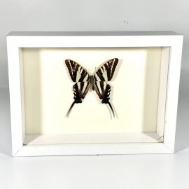North American Zebra Swallowtail Butterfly