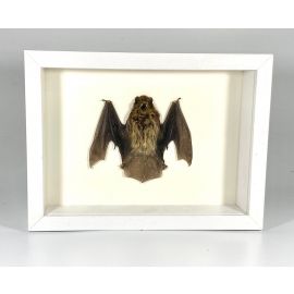 Indonesian Bat Pipistrellus imbricatus