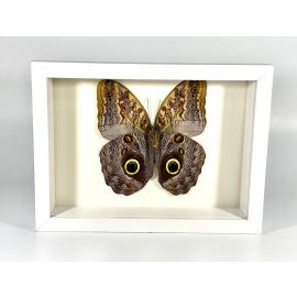 Peruvian Brown Giant Owl Butterfly caligo memnon