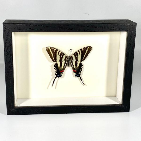 版画 SWALLOWTAIL BUTTERFLY Swallowtail Butterfly : Free Download, Borrow, and Streaming