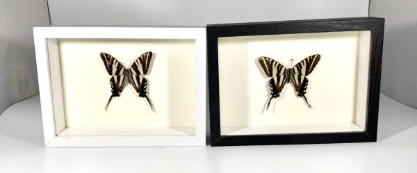 【中古】 Butterflies Zebras ＆ Moonbeams Nucultures il_fullxfull.5963044569_ljfm.jpg